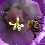 Apis mellifera (Western Honeybee)