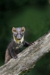 Pine Marten