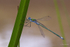 Emerald Damselfy on Iris Leaf 1