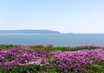 Pinks overlooking the Needles - DSC_4056 57