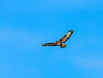 Common Buzzard