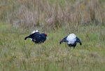 Black Grouse