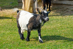 Pygmy Goat - DSC_0119