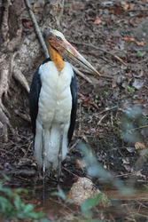 Lesser Adjutant, Bandhavgarh Reserve, India