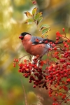 Male Bullfinch