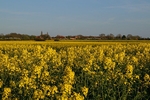 Rapeseed Field (Lincolnshire)