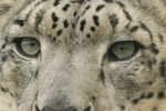 Mizi's Eyes - Snow Leopard