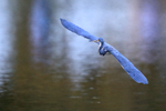 Tricolored Heron flying wings outstretched, Venice Rookery, Florida