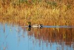 Mallard