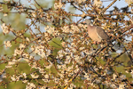 Woodpigeon perched in flowering tree, Oxfordshire, UK