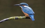 Young Kingfisher