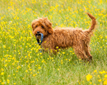 On the Lead