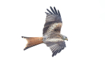 Red Kite 2