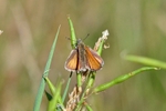 Small Skipper