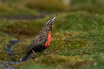 Long Tailed Meadowlark