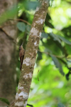 Cocoa Woodcreeper on tree trunk, Osa Peninsula, Costa Rica
