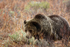 A Keen Eye_6135  399 GTNP 2016