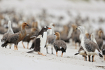 Gentoo Penguin & Upland Geese, Carcass Island, Falklands