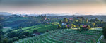 Slovenian vineyards