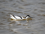 Avocet
