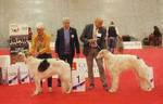females Champion class 2