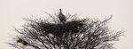 Secretary Bird young on nest