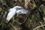 Great Egret preening under wing, Corkscrew Swamp, Florida