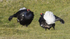 Black Grouse