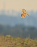Barn Owl hunting, Hawling, Gloucestershire