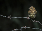 Juvenile Robin