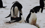 Adelie Penguins