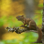 Rabid Red Squirrel