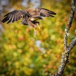 BBR-05-Common Buzzard