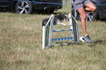 Ring 6 - Dog Show portfolio