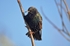 Starling