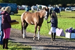 432-DALEY-Oona.Gowan-TrotUp+SJ portfolio