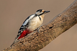 Great-spotted Woodpecker  1901-18819