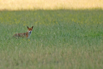 Red Fox