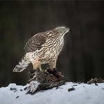 2nd Open  51 Goshawk with Kill