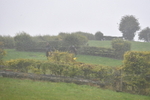 WJ5_7337