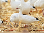 Ross's Goose (adult), Bosque del Apache, New Mexico