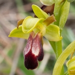 Dark Ophrys (Ophrys fusca subsp. funerea)
