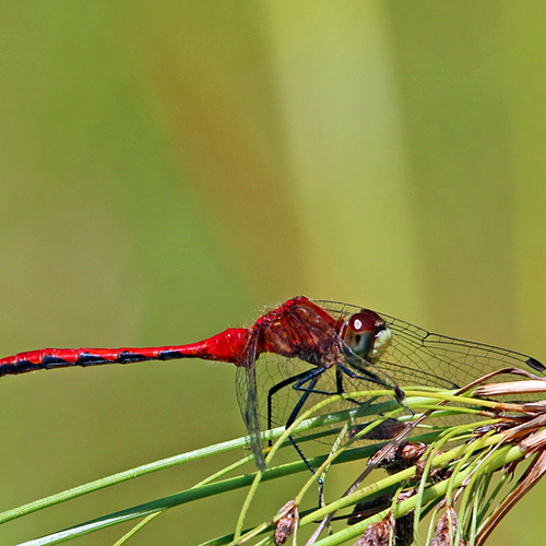 A male White-faced Meadowhawk
