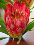 South Africa Cape Town National Botanical Garden flower 4