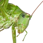 Bush Cricket (Tettigonia cantans)