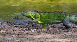 AnimalsCreatures _0064