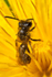 Andrena chrysosceles (m)