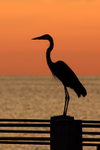 Great Blue Heron, orange sky - Fort De Soto, Florida