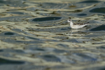 Red-necked Phalarope (juvenile), Farmoor