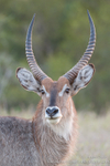 Male waterbuck